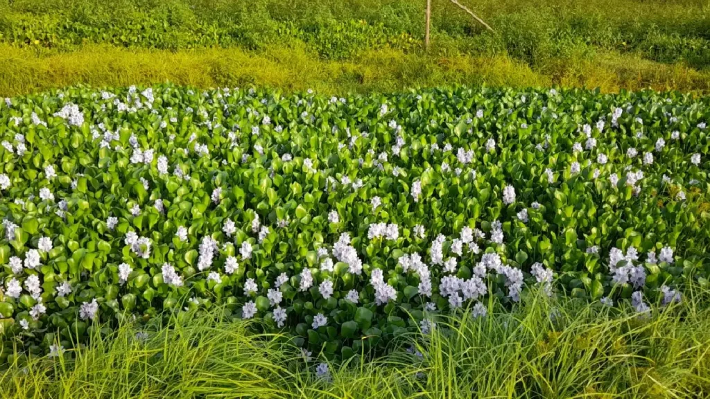 پوشش گیاهی مرداب انزلی
