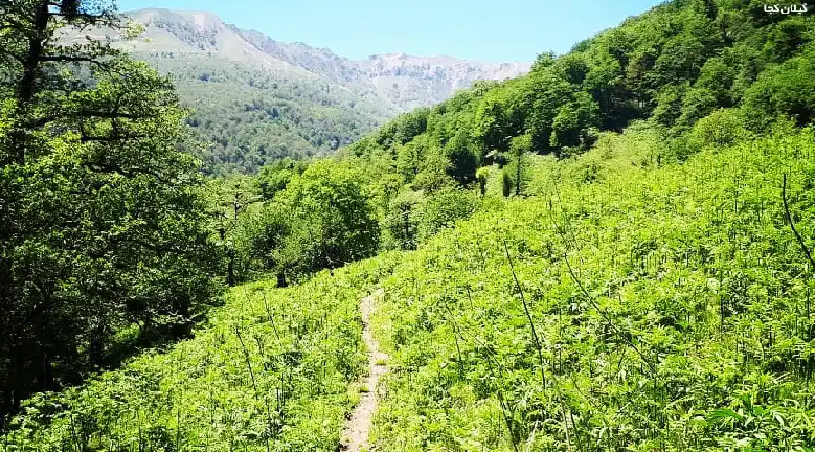 طبیعت زیبای گشت رودخان